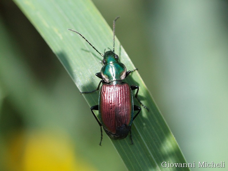 Bel Carabidae bicolor:  Agonum sexpunctatum